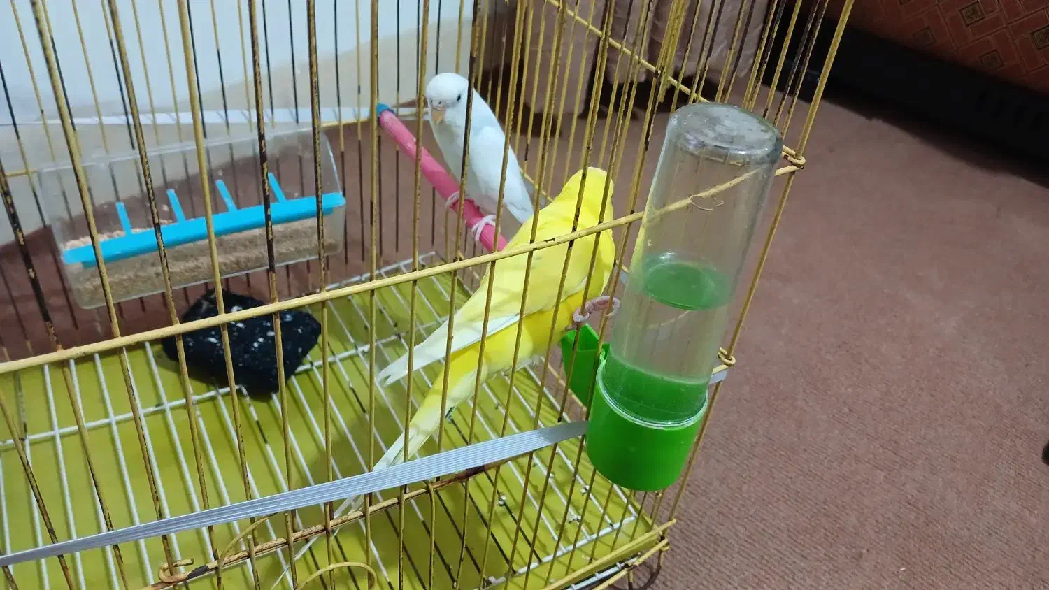 دوعدد مرغ عشق مست باقفس|پرنده|ایلام, |دیوار