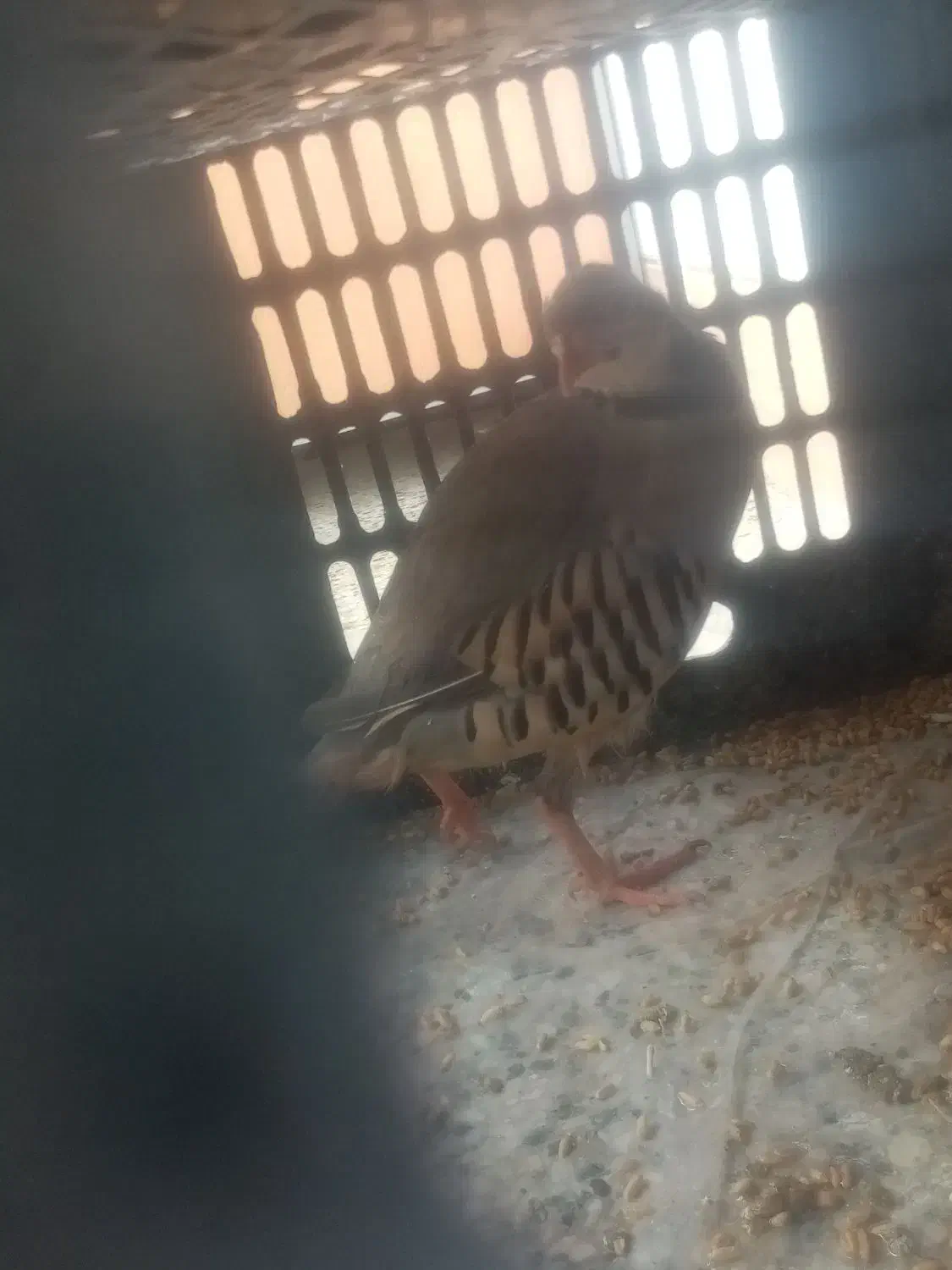 کبوتر|پرنده|نجفآباد, فاز ۴ شهرک آزادگان|دیوار