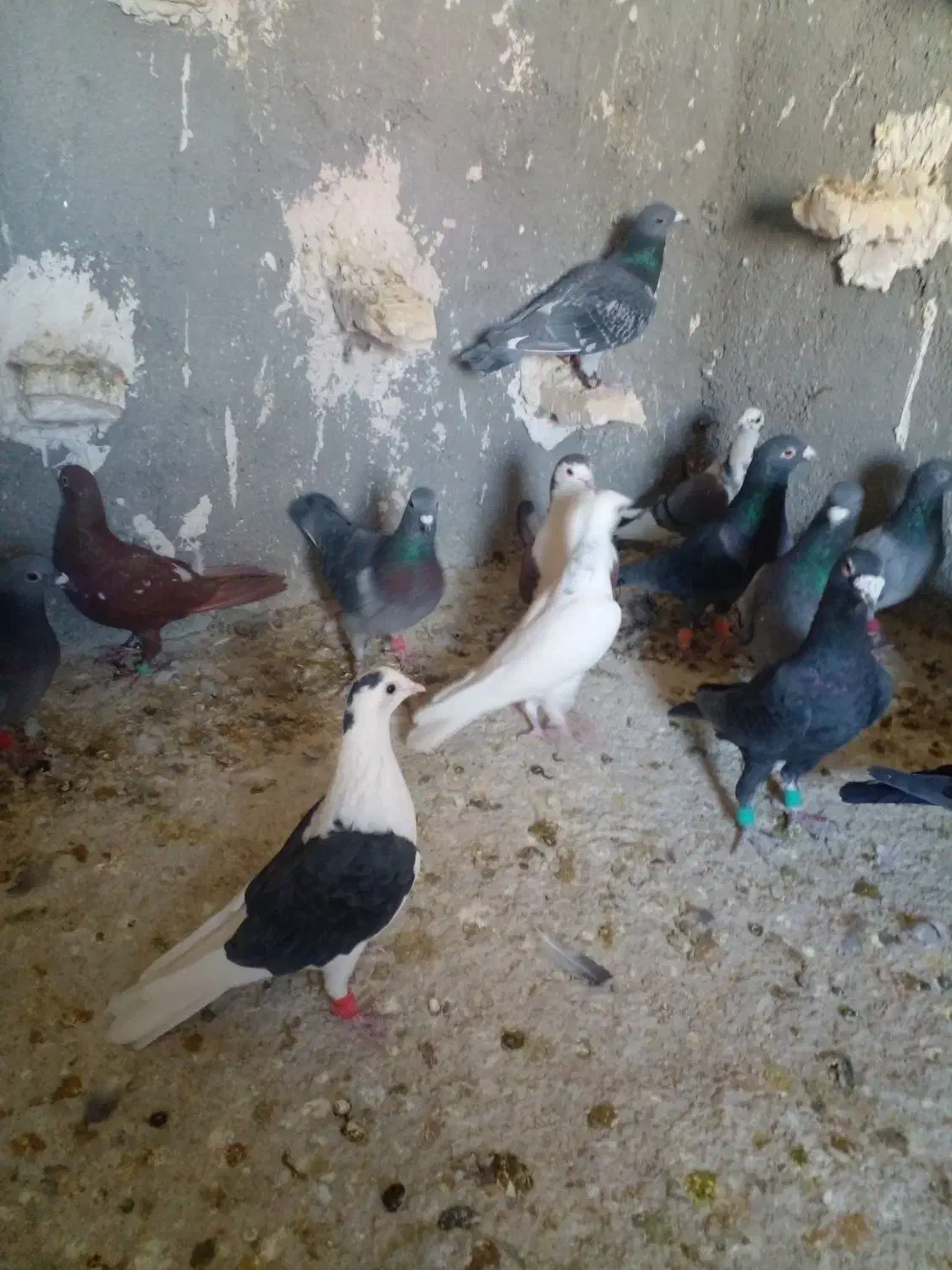 دسته ۳۰تای پلاکی|پرنده|شیراز, کفترک|دیوار