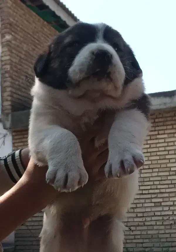 آلابای اصیل فی فقط سه|سگ|رشت, ترمینال|دیوار