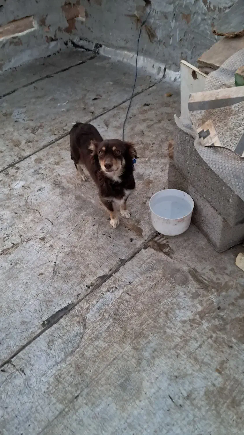 یک جفت سگ پاکوتاه پشمالو(اشپیتز)مولد|سگ|رفسنجان, |دیوار