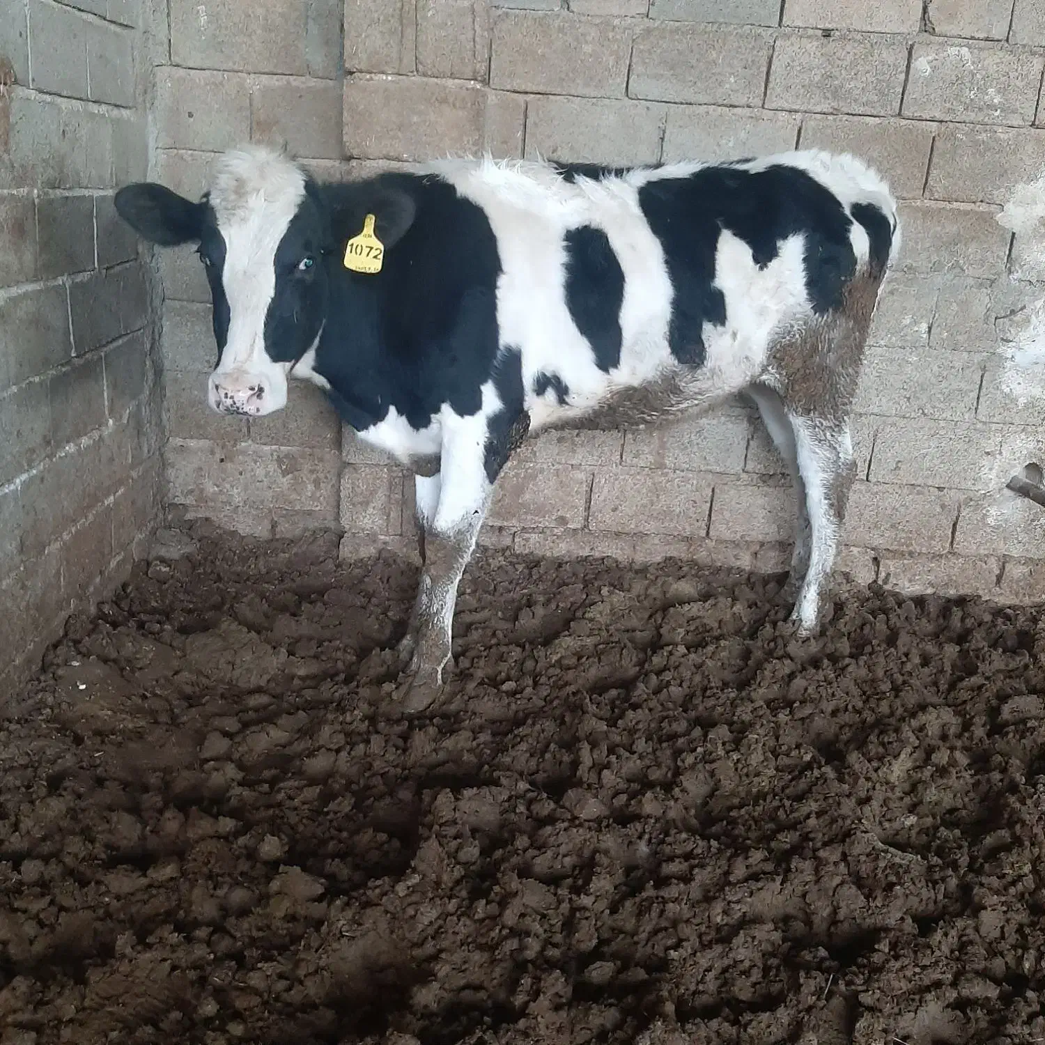 گاو گوساله تلیسه|حیوانات مزرعه|مرودشت, گندم‎|دیوار