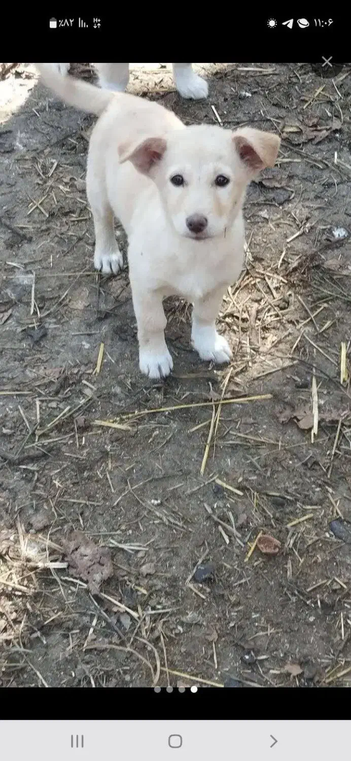 اشپیتز پاکوتاه ۲ماهه|سگ|مشگین شهر, |دیوار