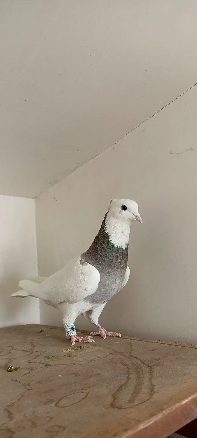 کبوتر طوقی|پرنده|هشتگرد, مدرس|دیوار