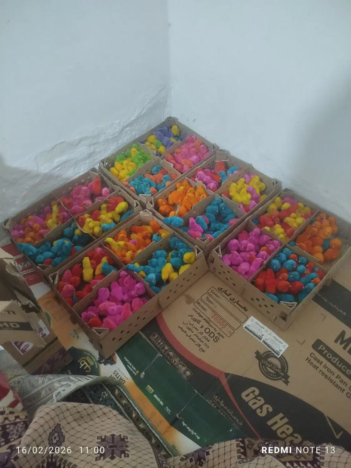 جوجه رنگی|حیوانات مزرعه|زنجان, |دیوار