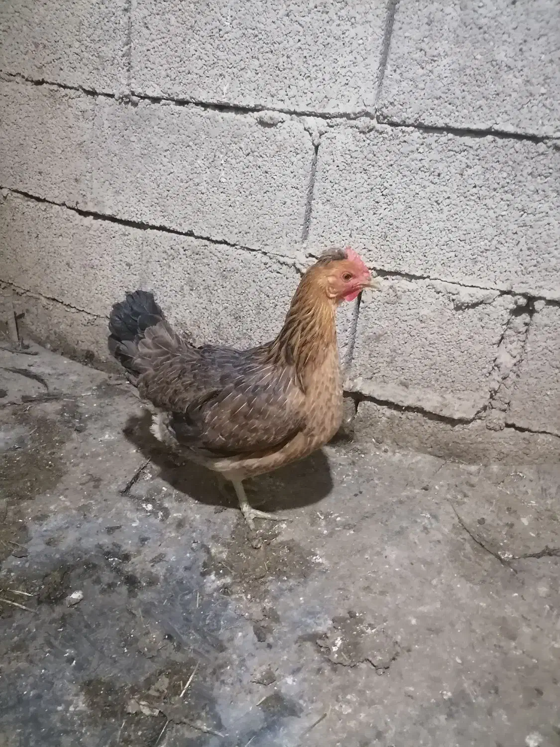 سه عدد مرغ تخم گذار|حیوانات مزرعه|مسجد سلیمان, |دیوار