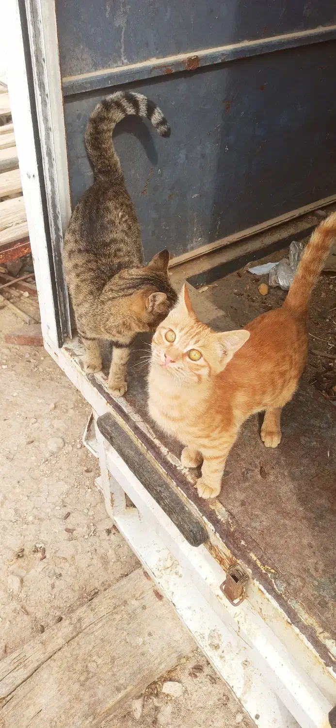 واگذاری گربه شکاری مخصوص موش|گربه|کازرون, |دیوار