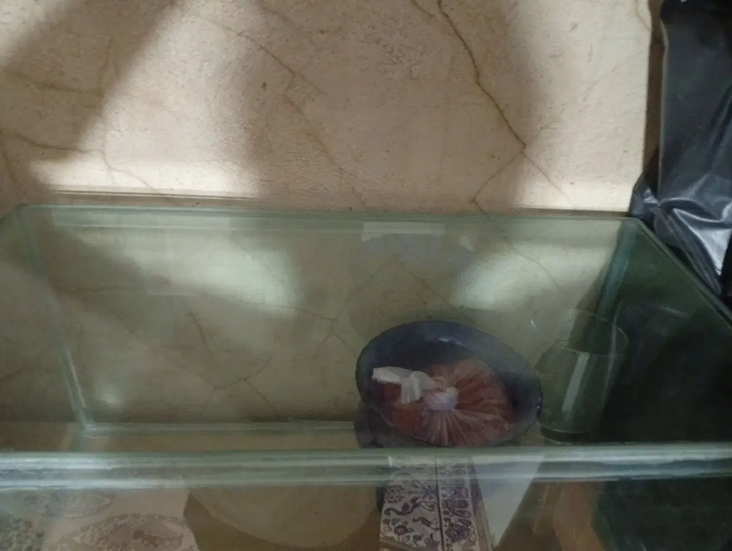 آکواریوم ماهی|ماهی|قرچک, مهدیه|دیوار