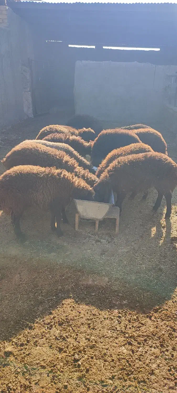 تعداد بره ماده به فورش میرسه.و تعداد شون 12عدد|حیوانات مزرعه|نیشابور, دارایی|دیوار