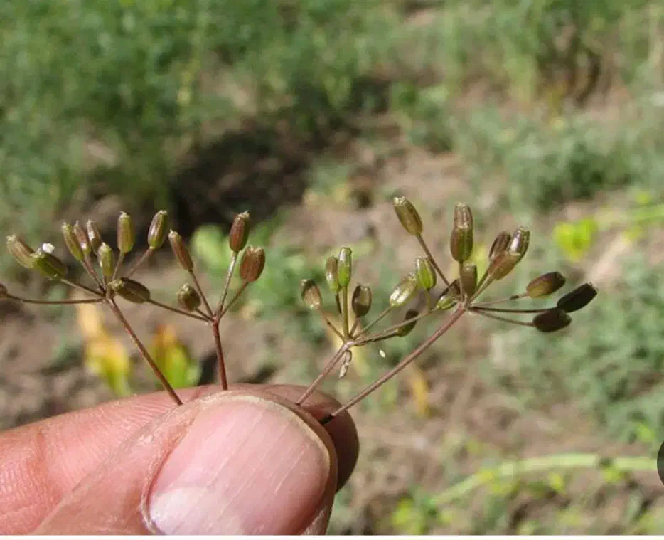 فروش زیره کوهی|خوردنی و آشامیدنی|نوشهر, |دیوار