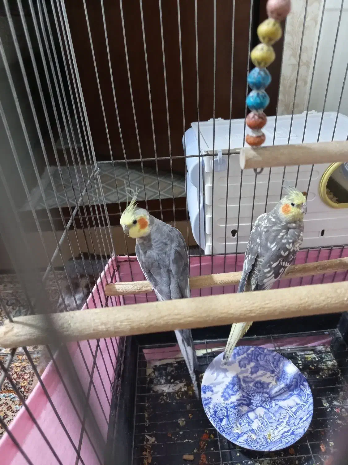 عروس هلندی های سالم و آماده جوجه کشی|پرنده|خوی, |دیوار