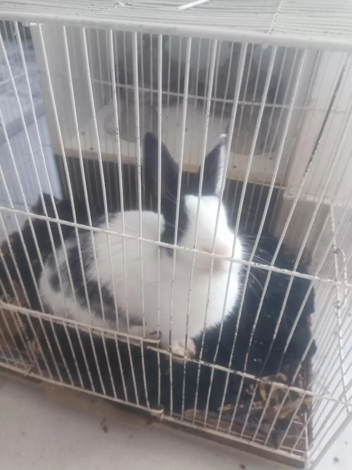 خرگوش|موش و خرگوش|تربت جام, شهید غلام زاده|دیوار