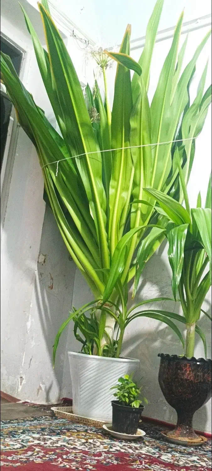 گلسوسن|گل و گیاه طبیعی|مهریز, |دیوار