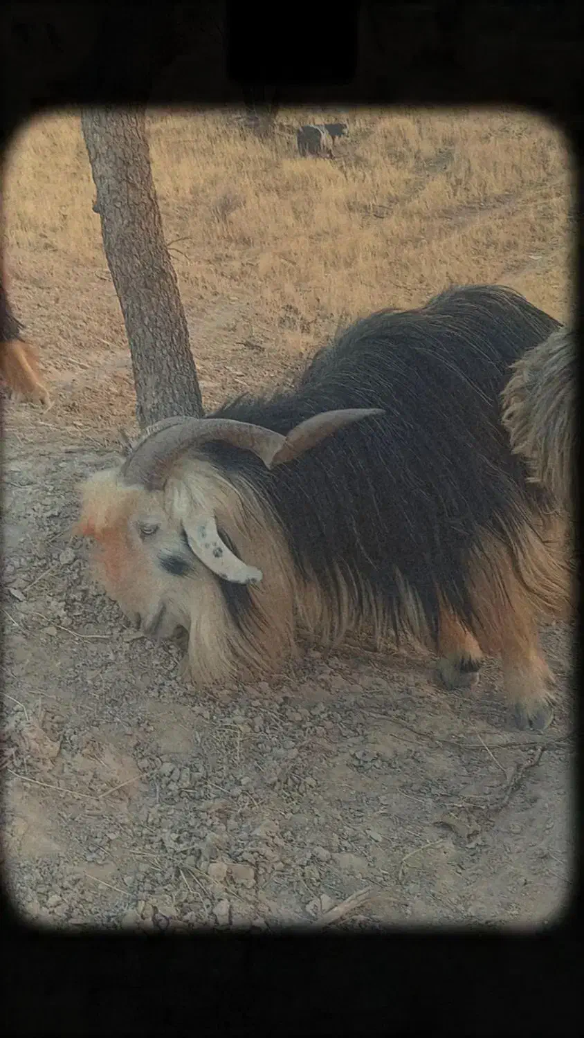 بعده تخمی|حیوانات مزرعه|ایذه, |دیوار