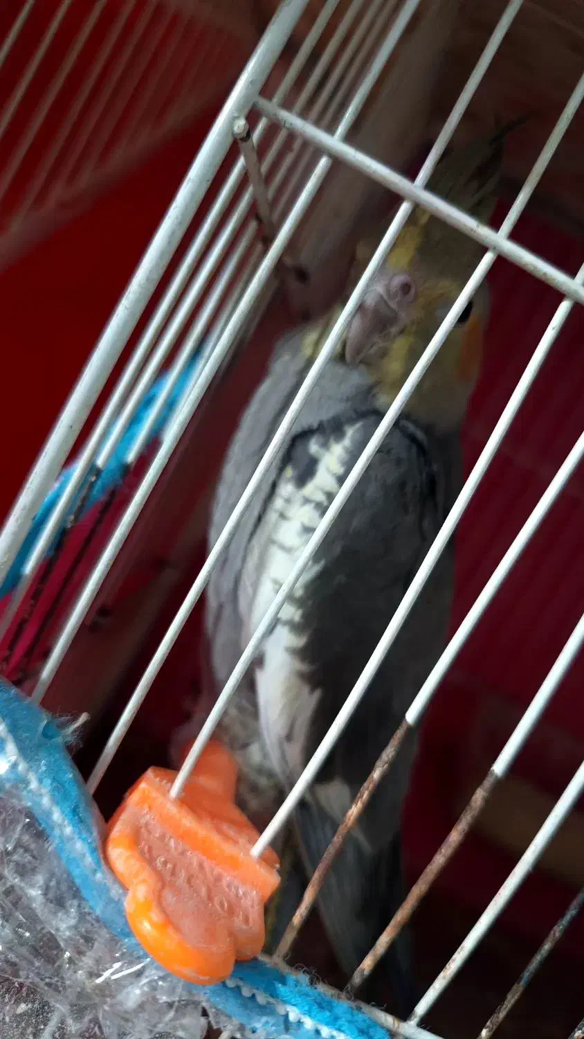 سه تا جوجه عروس تازه دونه خور شدن. نژاد سیامون|پرنده|مشهد, رده|دیوار