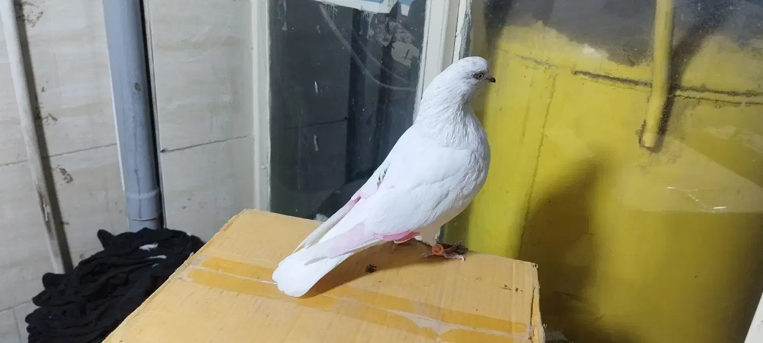 کبوتر پرشی .ازبلندی شب گرفتم|پرنده|تهران, مولوی|دیوار