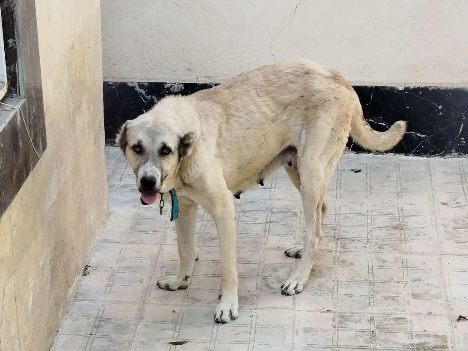 واگذاری سگ سرابی ماده|سگ|چهارباغ, |دیوار