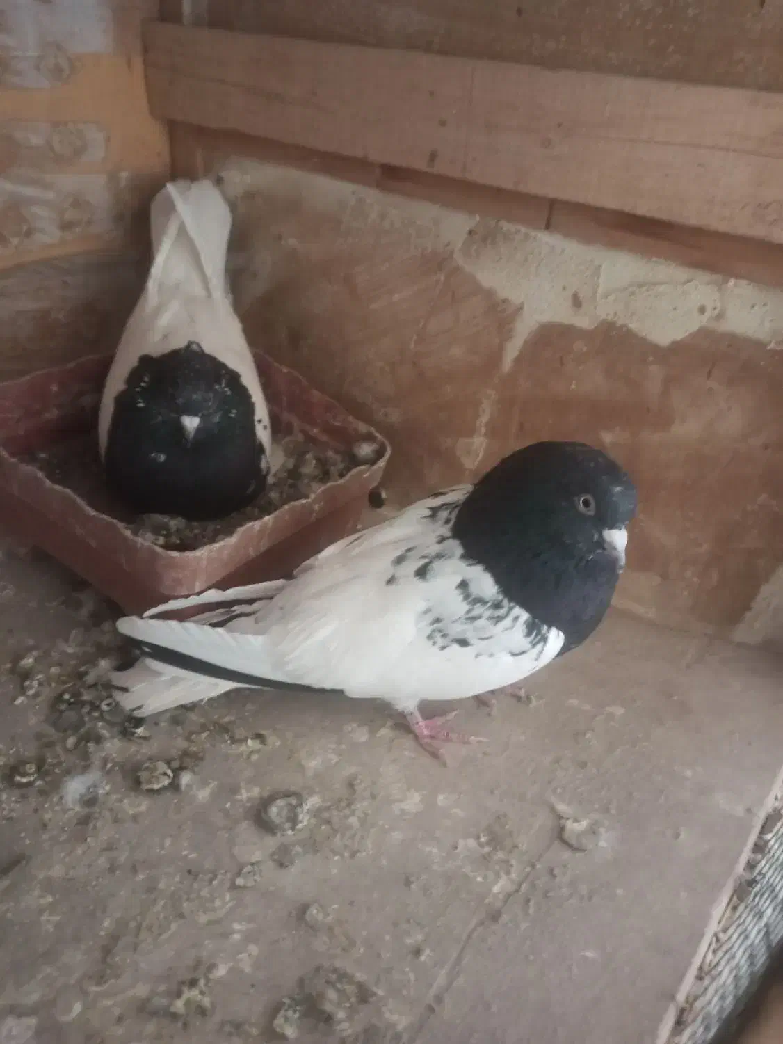 کبوتر کله سیاه بازی دار|پرنده|اهر, |دیوار