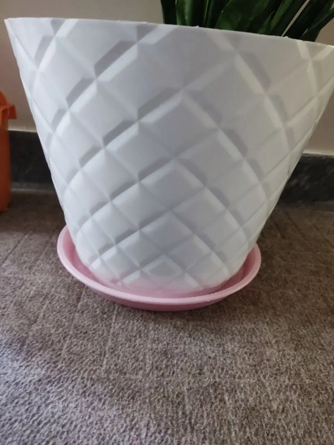 گل سانسوریا|گل و گیاه طبیعی|کازرون, |دیوار