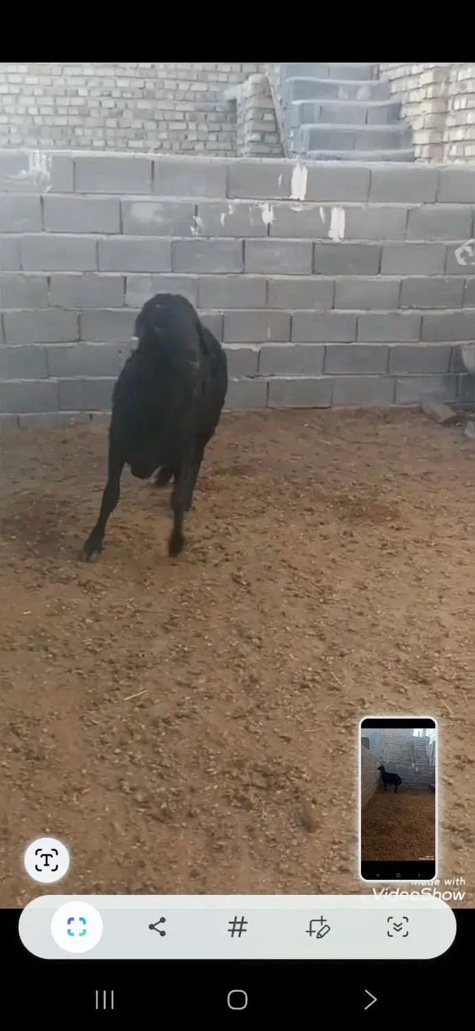 قوچ|حیوانات مزرعه|رضویه, |دیوار