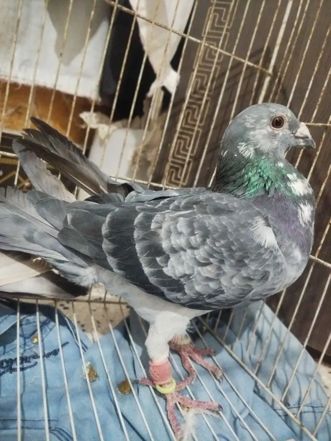 کفتر|پرنده|تربتحیدریه, قاسم آباد|دیوار