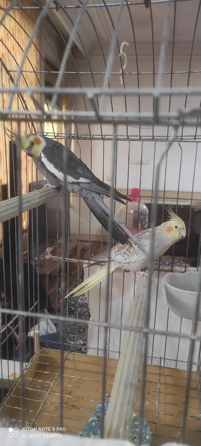 عروس هلندی سخنگو|پرنده|کاشان, درب اصفهان|دیوار