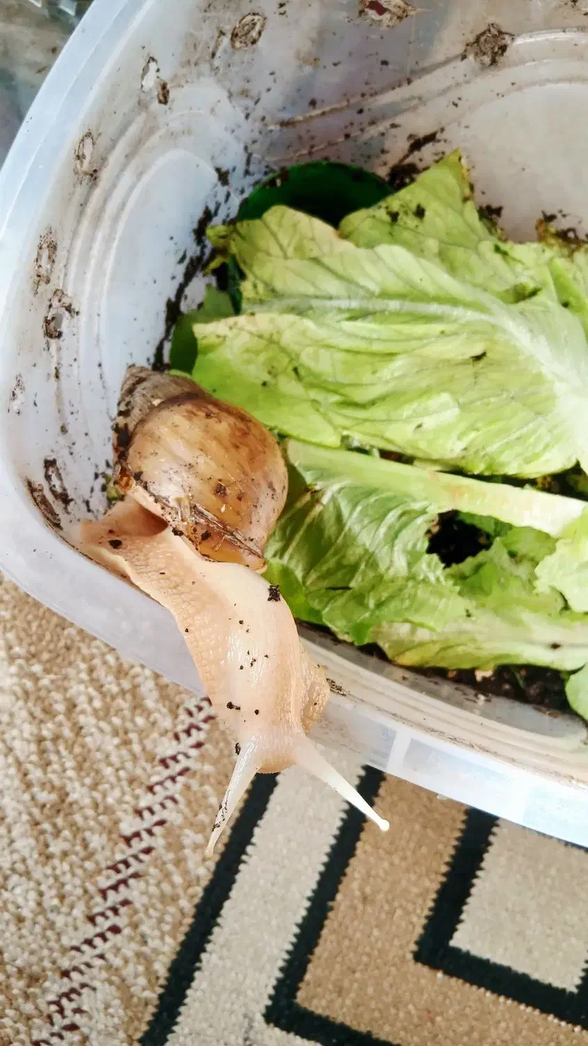 حلزون مولد|خزنده|مشهد, شاهد (شهرک غرب)|دیوار