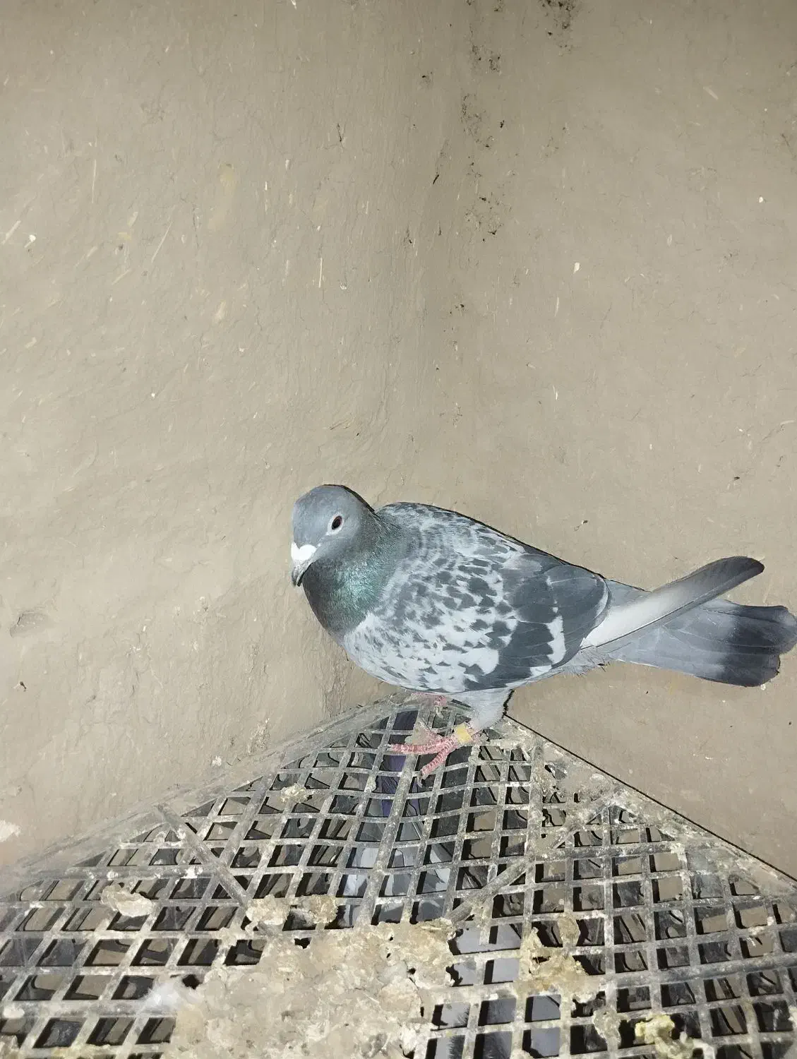 کبوتر پلاکی|پرنده|هلالی, |دیوار