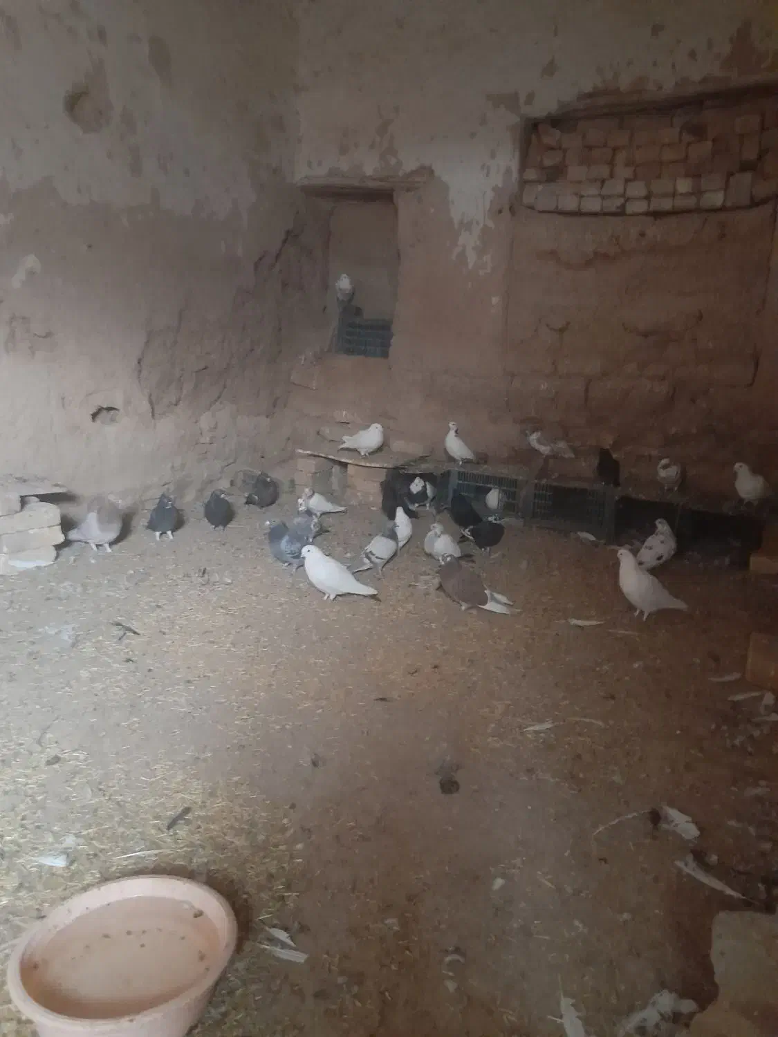 کبوتر|پرنده|بزینه رود, |دیوار