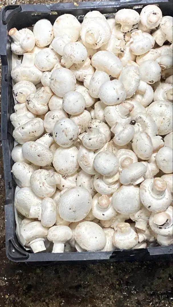 فروش قارچ دجه ۱|خوردنی و آشامیدنی|اهواز, شهرک دانشگاه|دیوار