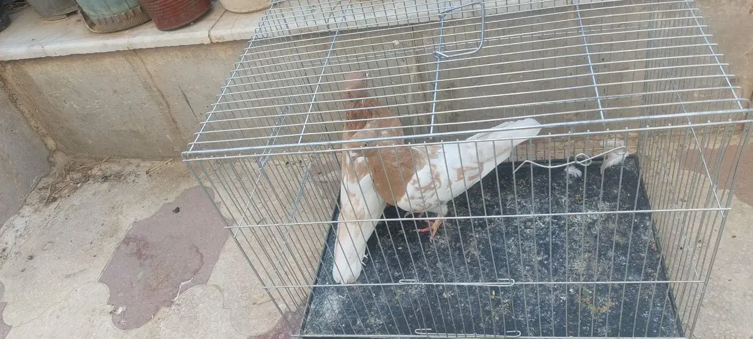 یه جفت کله زرد|پرنده|شیراز, شهرک زینبیه|دیوار