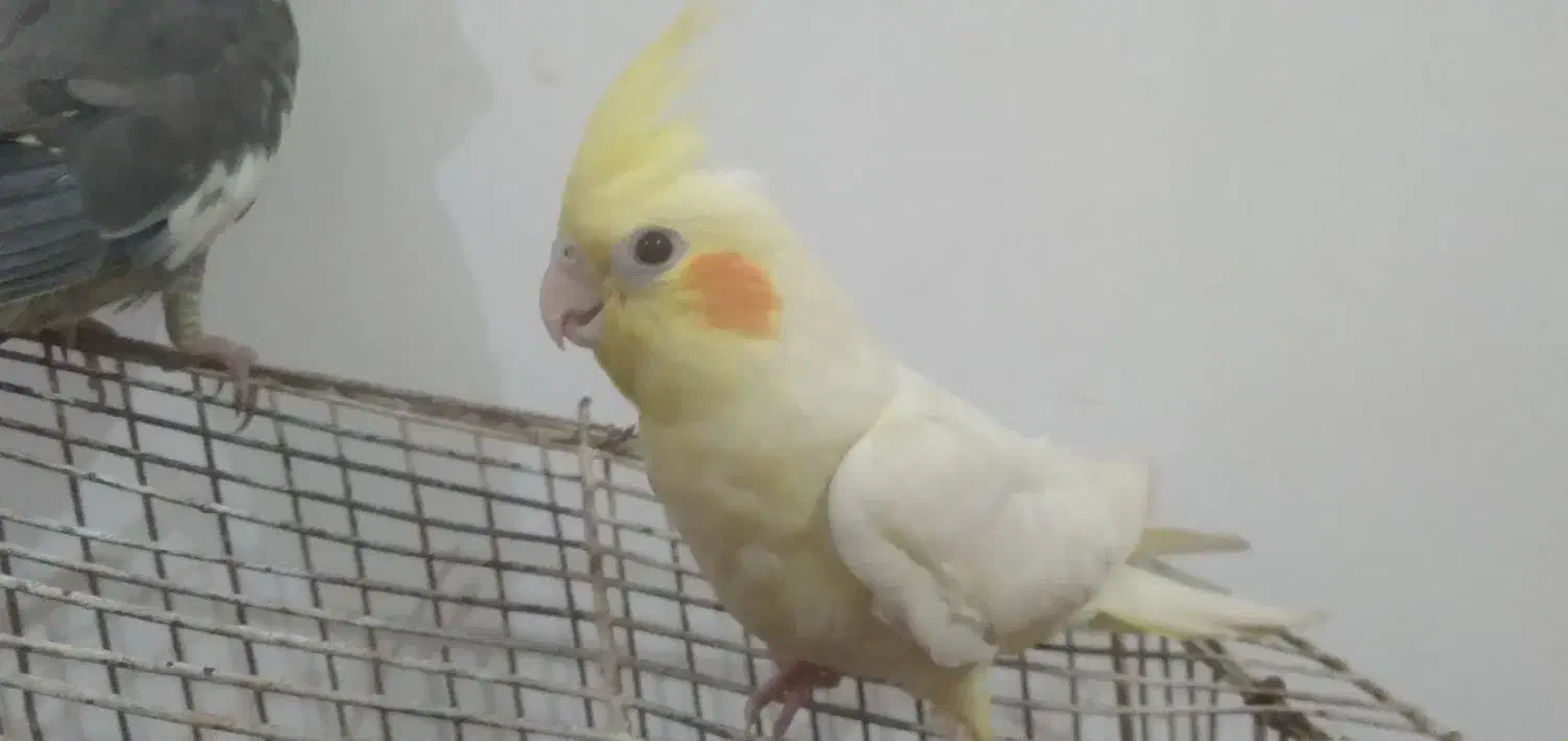 دو عروس هلندی دستی کامل خیلی ناز|پرنده|اهواز, شهرک اندیشه|دیوار