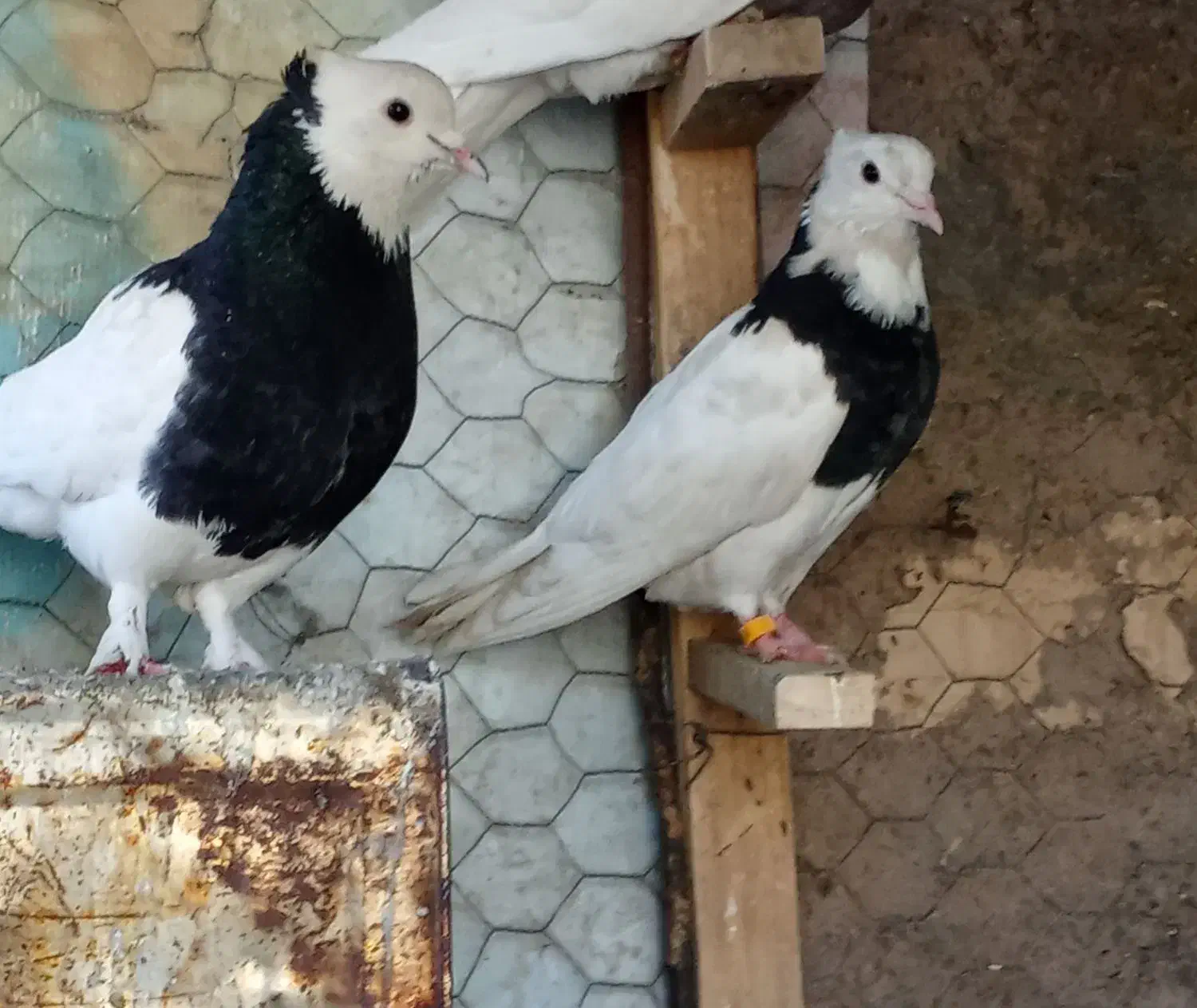 کفتر طوقی|پرنده|بم, |دیوار