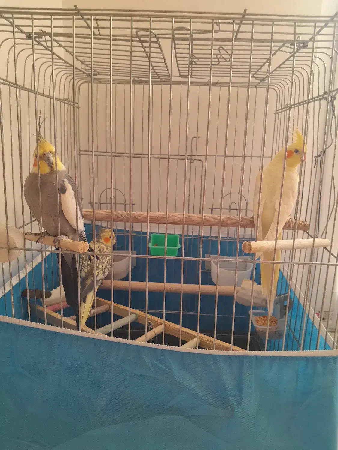 پرنده|پرنده|الوند, |دیوار