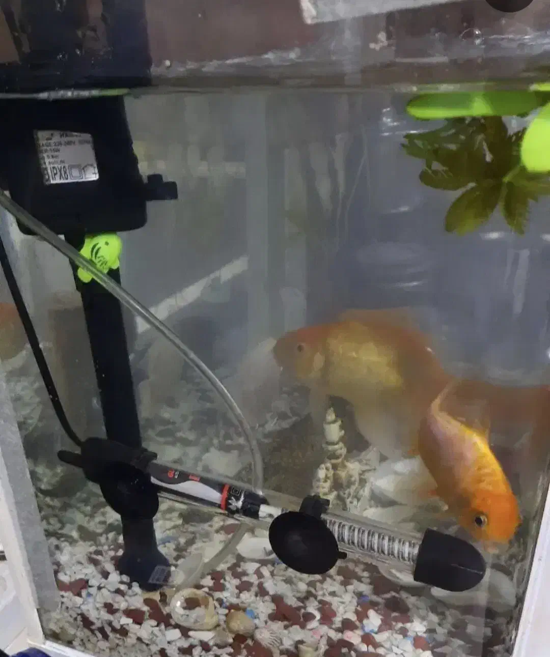 آکواریوم همراه با ماهیاش|ماهی|بوشهر, |دیوار