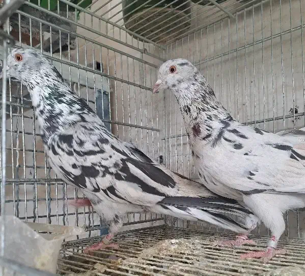 کفترتکی یجایی|حیوانات مزرعه|ورامین, خیر آباد|دیوار