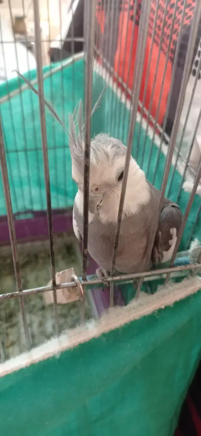 عروس هلندی|پرنده|بروجرد, |دیوار