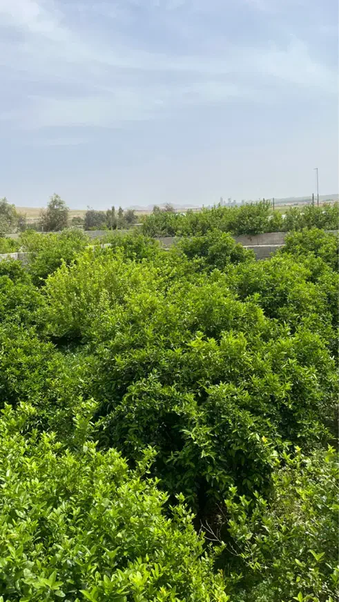 خانه ویلایی مخابرات 276 متری شمال|فروش خانه و ویلا|شاهین‌شهر, مخابرات (شهید بهشتی)|دیوار