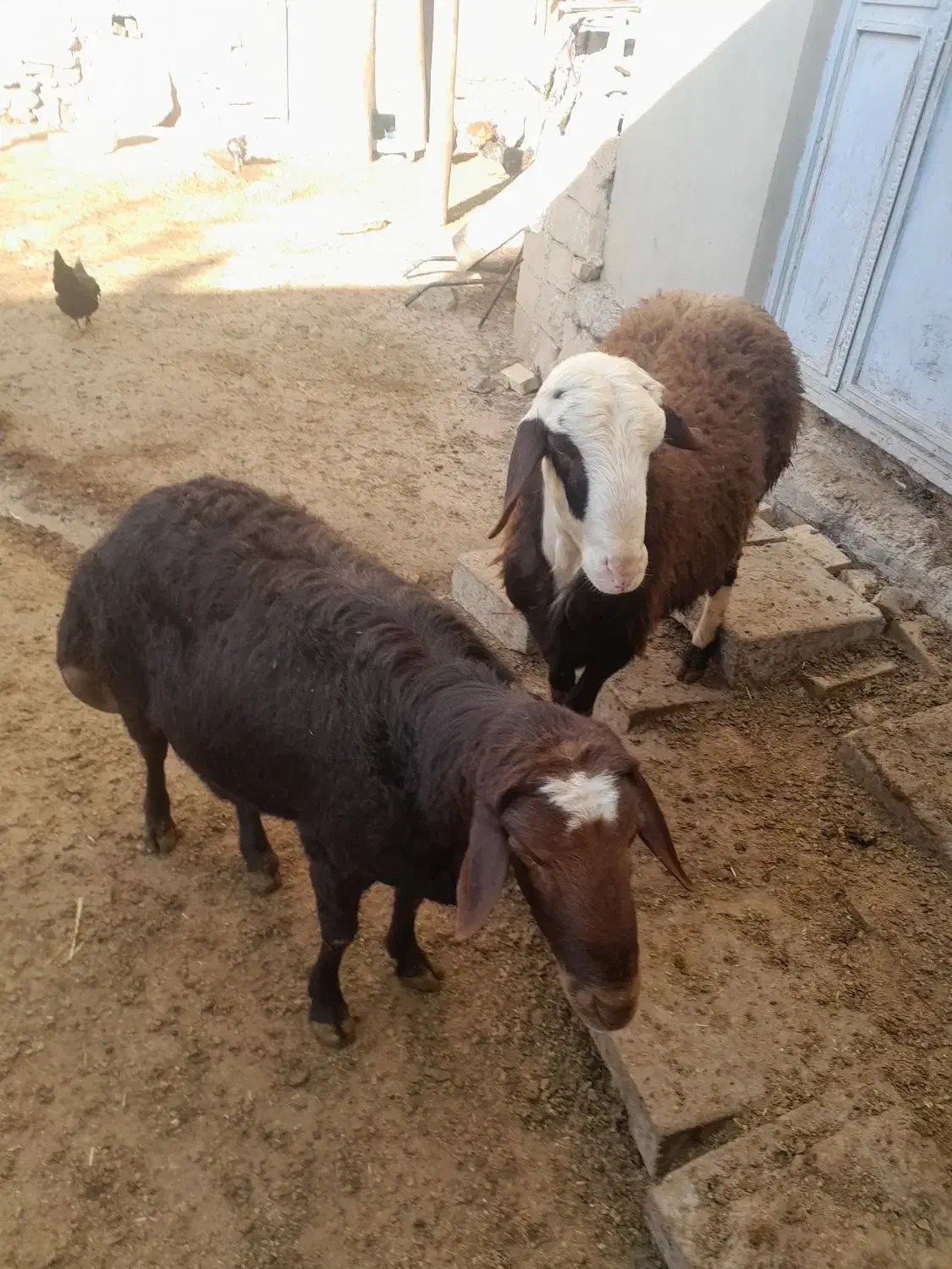 قورچ|حیوانات مزرعه|اسدآباد, |دیوار