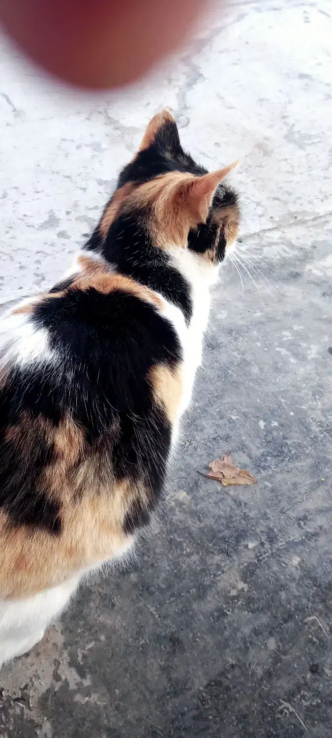 فروش گربه بسیارزیباوباهوش|گربه|اراک, |دیوار