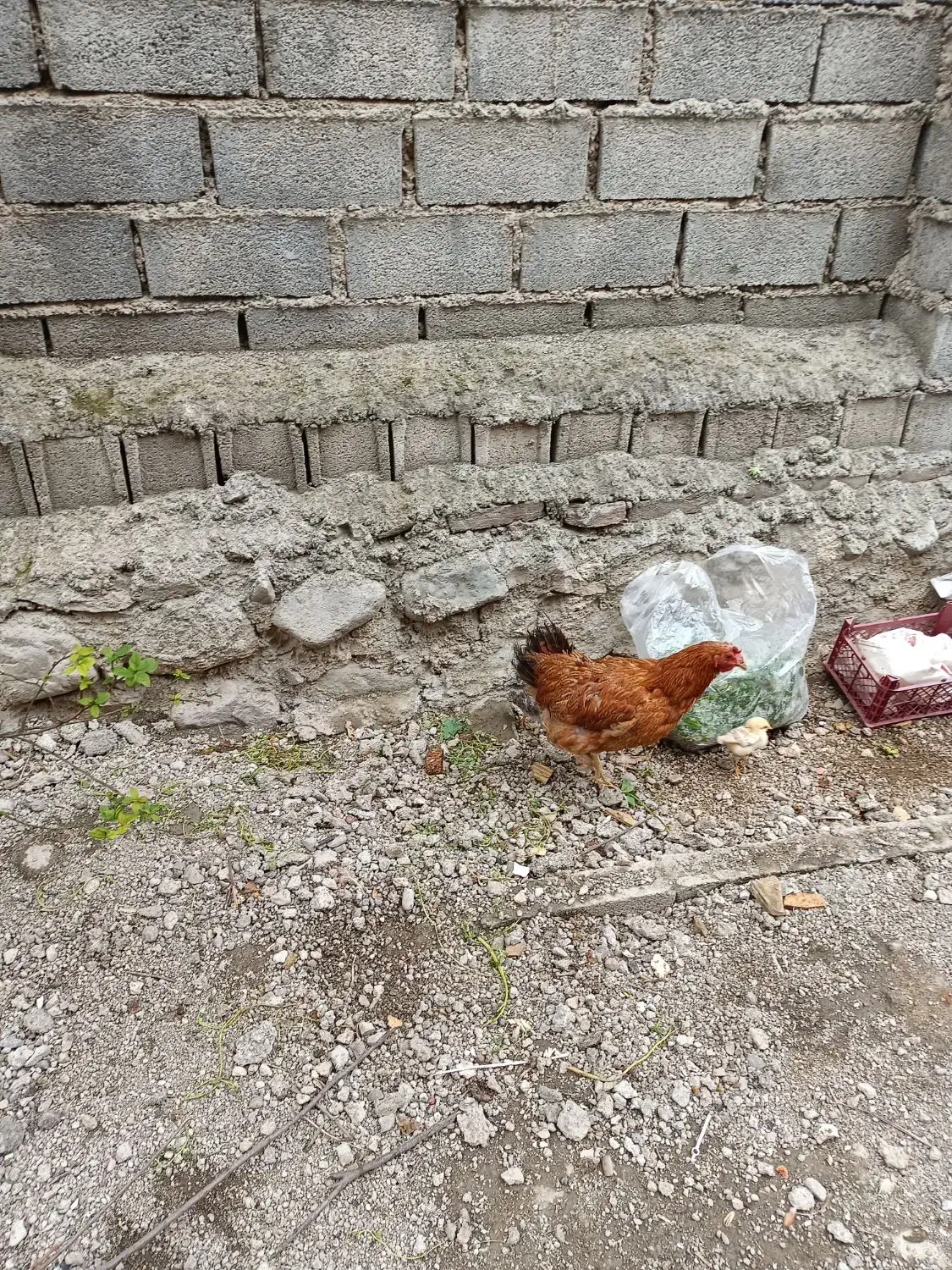 یک عدد کرچ با سه تا جوجه|حیوانات مزرعه|کلاردشت, |دیوار