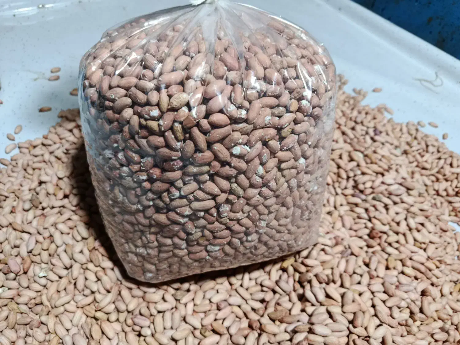 بادام زمینی درشت ومیانه آستانه|عمدهفروشی|رشت, کوی مهر|دیوار