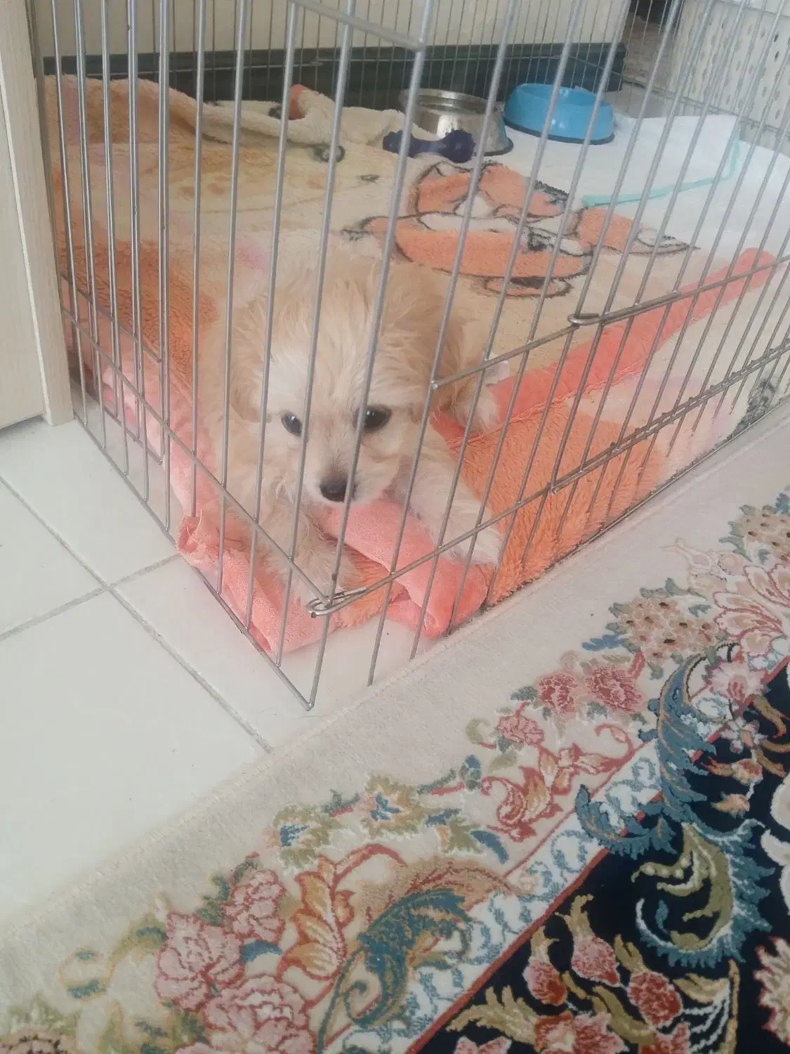 فروش سگ نر شیتزو|سگ|پردیس, فاز ۳|دیوار