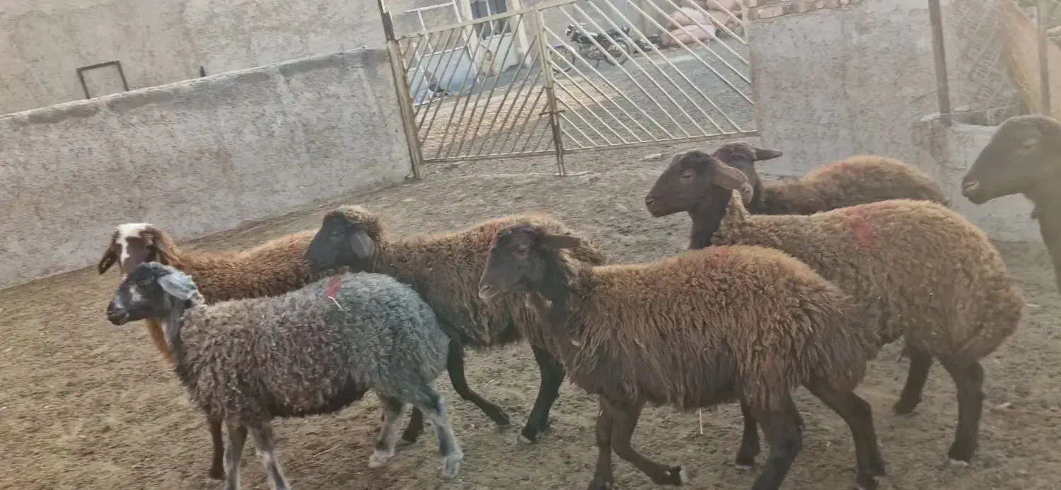 گوسفند هترو|حیوانات مزرعه|باغ حلی, |دیوار