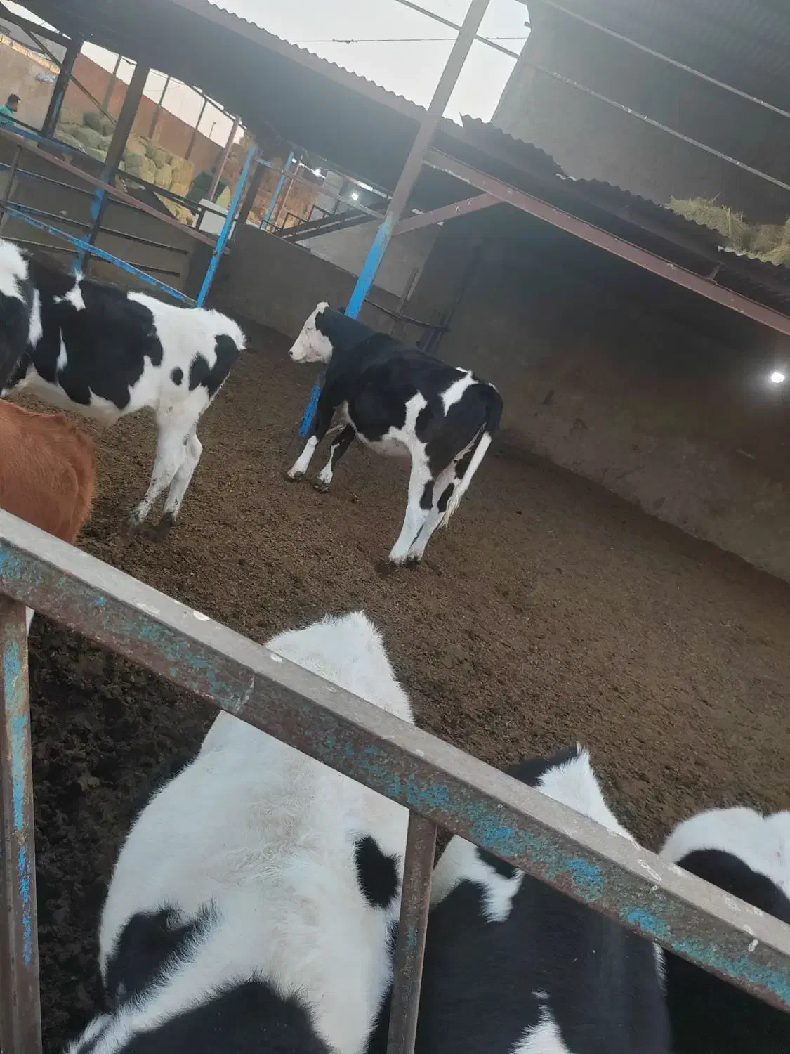 فروش گوساله و تلیسه|حیوانات مزرعه|سبزوار, قصبه غربی|دیوار