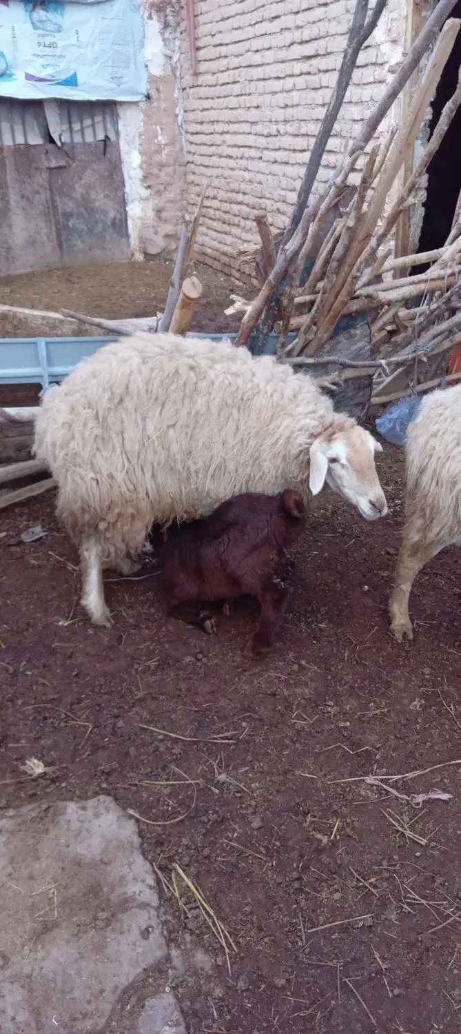 میش داشتی|حیوانات مزرعه|اسفراین, |دیوار