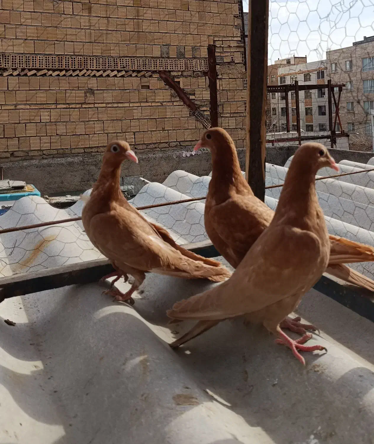 3عددجوجه زرد کرمانی|پرنده|مشهد, ایثار|دیوار