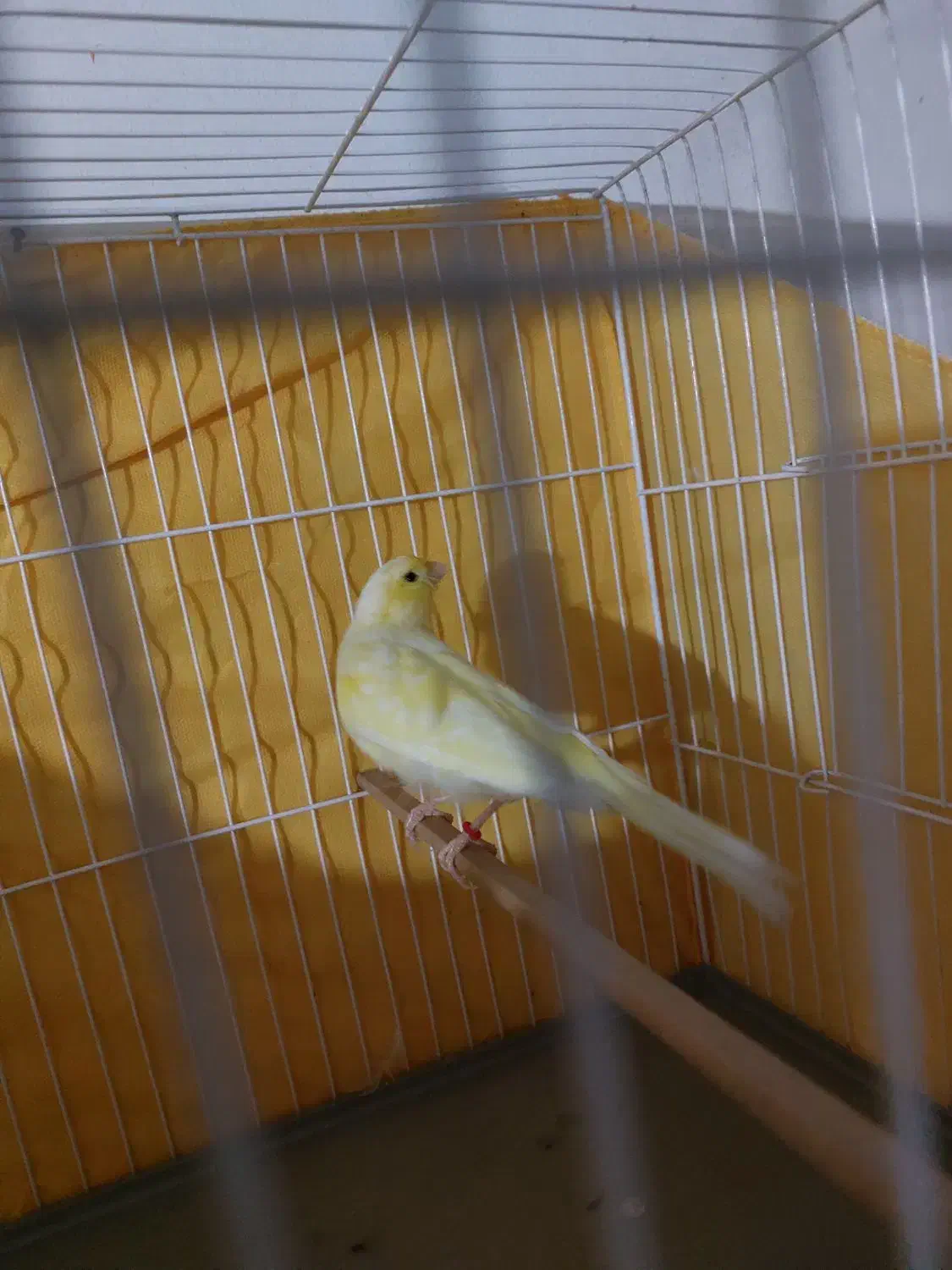 فروش یک جفت قناری نر و ماده|پرنده|محمدشهر, ولدآباد|دیوار