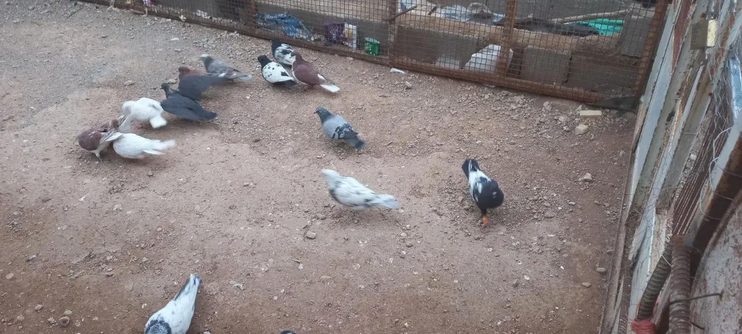 فروش کفتر|پرنده|آباده, |دیوار