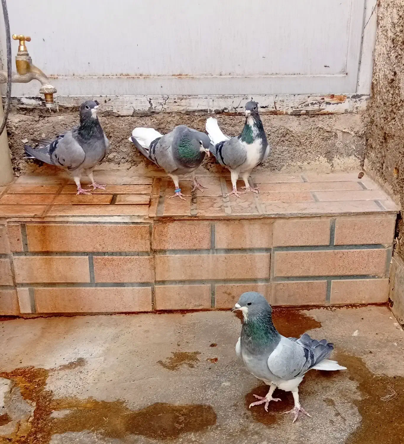 دمگیر .خرقه|پرنده|اصفهان, لاله|دیوار